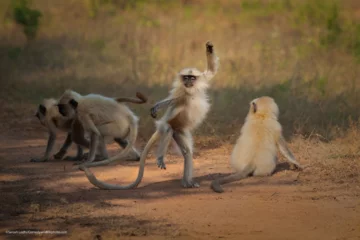 Finaliści konkursu Comedy Wildlife Photo Awards 2021 