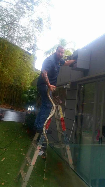 Wąż złapany przez pracowników firmy Brisbane Snake Catchers 