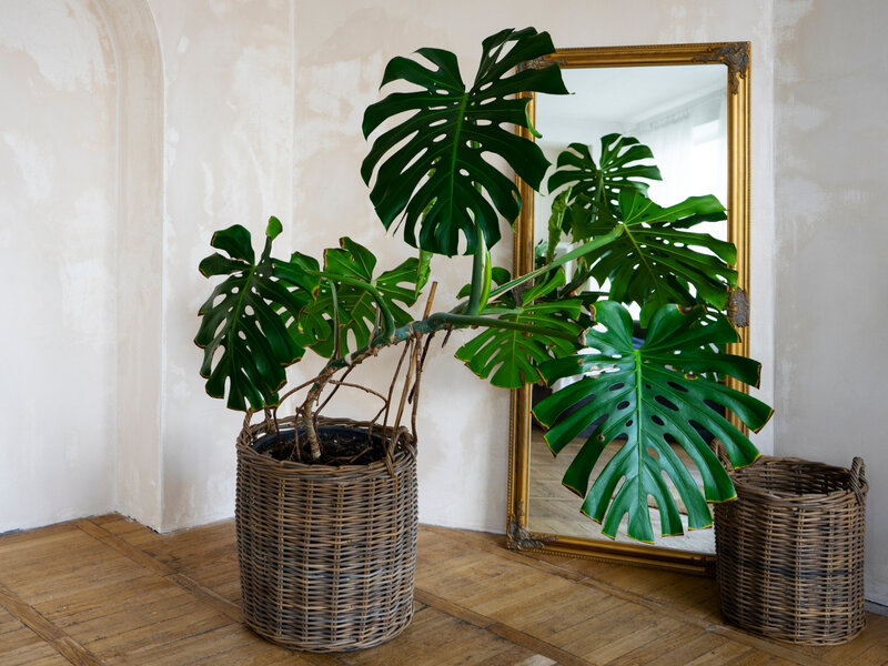 Monstera