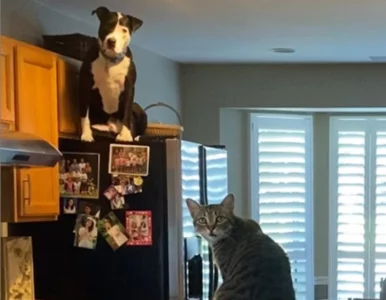 Miniatura: Pies myśli, że jest kotem. Ciągle wskakuje...