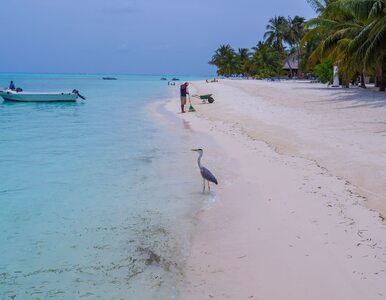 Miniatura: Malediwy w kryzysie. Turyści wzywają do...