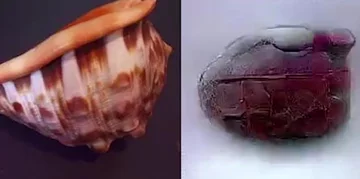 Obrazy "zrekonstruowane" przez sztuczną inteligencję 