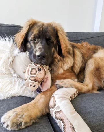 Leonberger Larry 