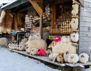 Miniatura: Kapibara i Stich wyszły z mody. Teraz...