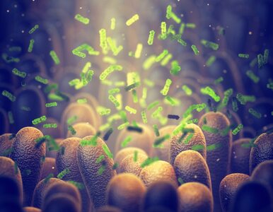 Naukowcy po raz pierwszy zmodyfikowali mikrobiom jelitowy
