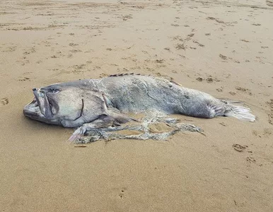 Miniatura: Znaleźli na plaży ogromną rybę jak z...