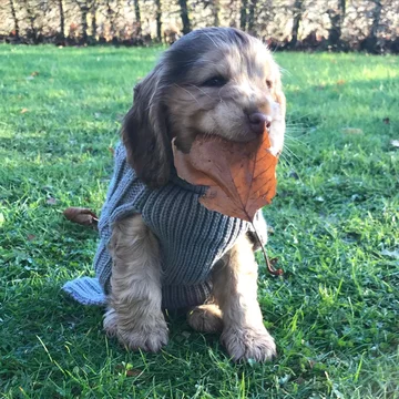 Cocker spaniel Winnie 