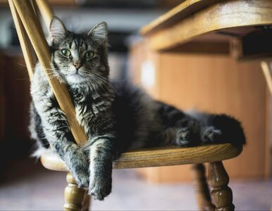 Miniatura: Koci ogon „drży jak antena”? Lekarka...