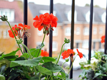 Sposoby na&nbsp;zimowanie pelargonii
