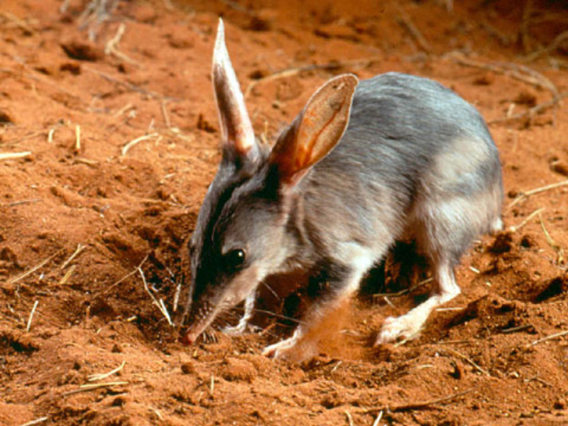 13. Wielkouch Rodzaj ssaka z rodziny wielkouchowatych. Obejmuje gatunki występujące w Australii.