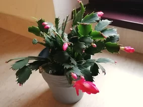 Miniatura: Podlej grudnika właśnie tak,...