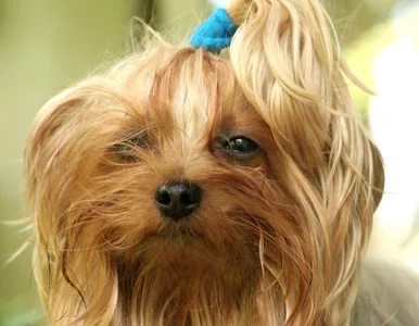 Miniatura: Hotel dla zwierząt to dobre rozwiązanie?