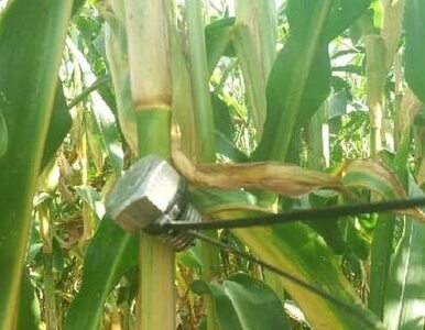 Miniatura: Groźne pułapki na polach kukurydzy....