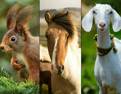 Miniatura: QUIZ. Przysłowia ze zwierzętami....