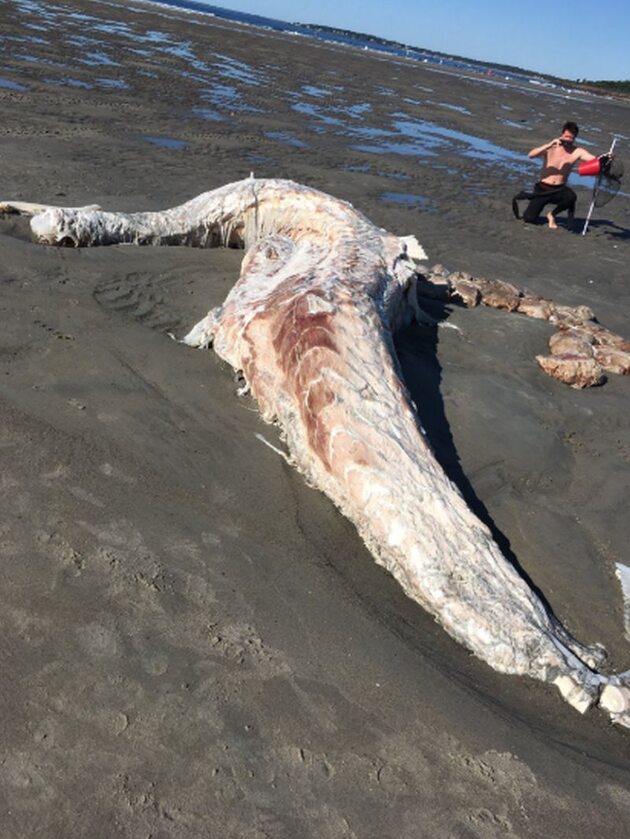 Zwierzę wyrzucone na plaży w Maine 