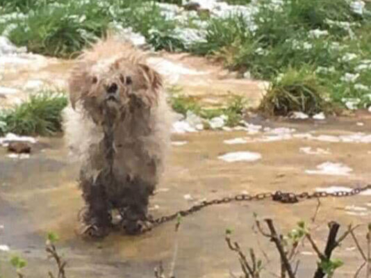 Miniatura: Pies Rocco był w tragicznym stanie....