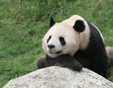 Miniatura: Wielka panda urodziła bliźnięta. Po raz...