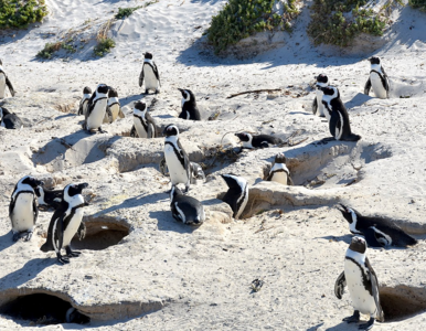 Miniatura: Jak i o czym rozmawiają ze sobą pingwiny?...