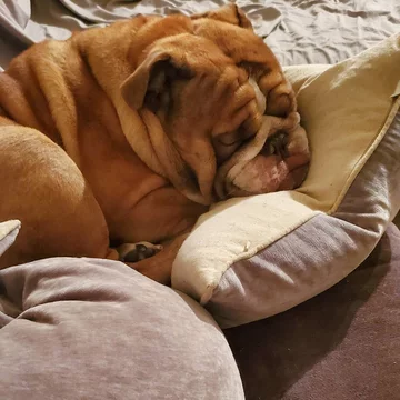 Big Poppa 