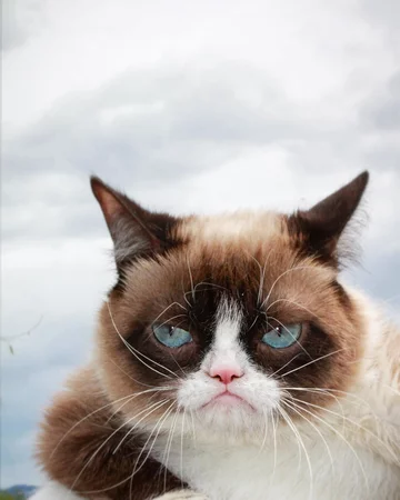 Grumpy Cat 