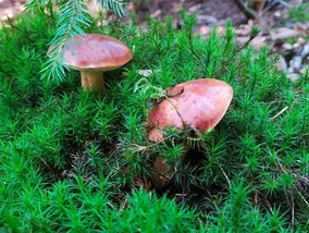 Miniatura: Grzybobranie a zdrowie. Jak zbierać grzyby...
