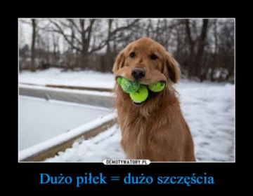 Mem z okazji Dnia Psa 