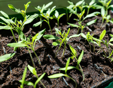 Miniatura: Kiedy siać pomidory na rozsady. Kto...