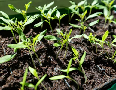 Miniatura: Kiedy siać pomidory na rozsady. Kto...