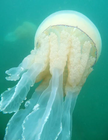 Meduzę spotkać można u wybrzeży Kornwalii 