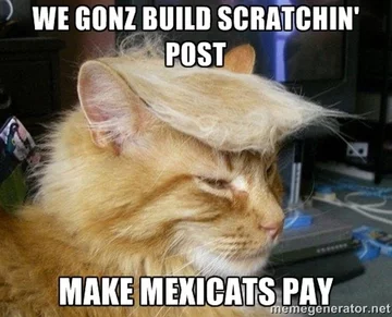 Kot najbardziej memicznym ze zwierząt? 