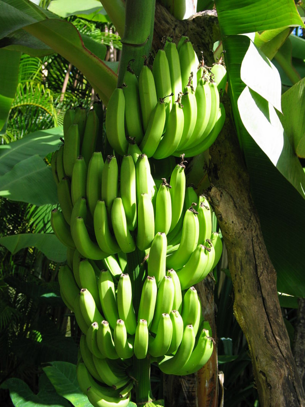 8. Banany to jagody Z botanicznego punktu widzenia banany to jagody, ale truskawki i poziomki już nie.