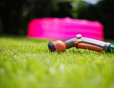 Miniatura: Zielony dywan przed domem? Jesienią zrób...