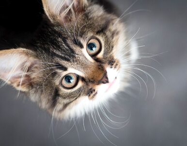 Miniatura: Naukowcy łączą koty z chorobami...