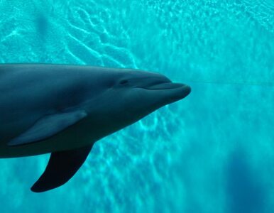 Miniatura: Delfiny wołają się po imieniu