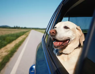 Miniatura: To powinien wiedzieć każdy właściciel psa....