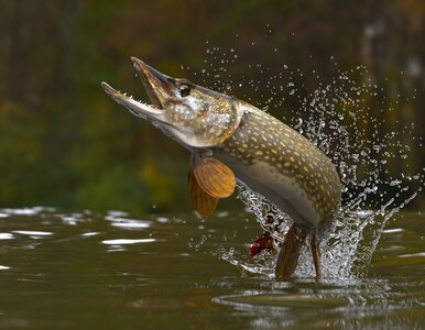Miniatura: Bałtyckie potwory i rzeczni królowie. Nasz...