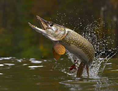 Miniatura: Młody wędkarz złowił ponad metrowego...