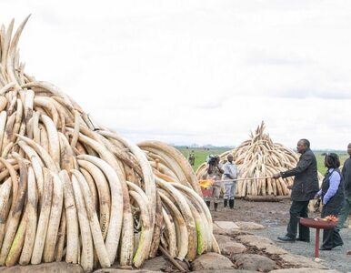 Miniatura: Prezydent Kenii podpalił tony kości słoniowej