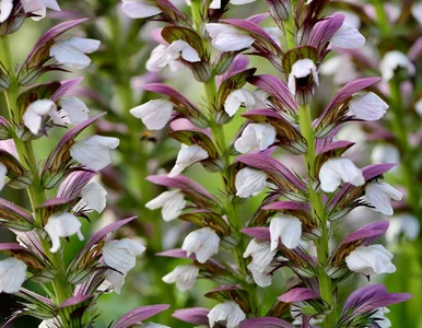 Miniatura: 7 roślin, które przetrwają upał bez...