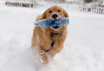Golden retriever Moose 