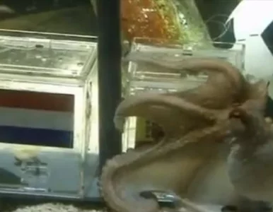 Miniatura: Ośmiornica Paul będzie miała ulicę na Elbie