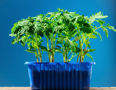 Miniatura: Tylko dwa składniki i zero chemii! Tak...