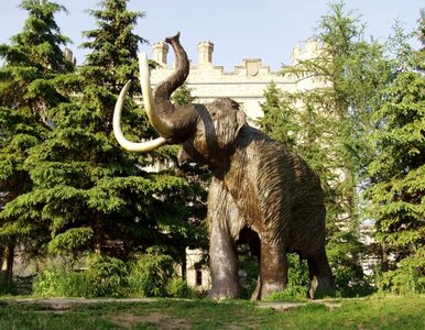 Miniatura: Rosjanie chcą... wyhodować mamuta