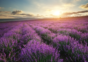 Lawenda – koi nerwy, pomaga zasnąć i... pobudza libido. Czego nie wiecie...