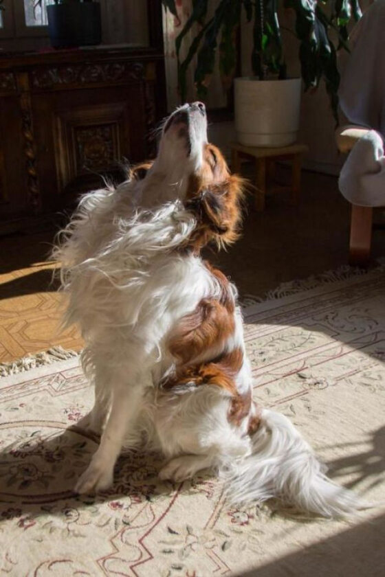 Pies w trakcie korzystania ze słońca 