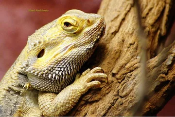 AGAMA BRODATA-Pogona vitticeps ( jaszczurki)