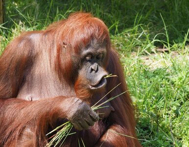 Miniatura: Ranny orangutan sam przygotował sobie...