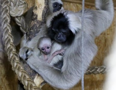 Miniatura: Narodziny gibbona w płockim zoo. „Maluch...