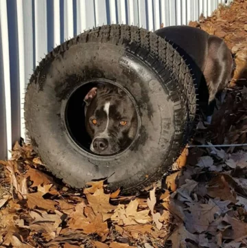 #hiddendogchallenge. Potrafisz znaleźć czwronoga? 