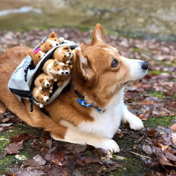 Corgi Erico 